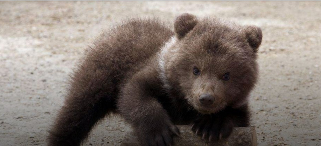 La increíble foto de tres ositos bailando en el medio del bosque | Internacionales
