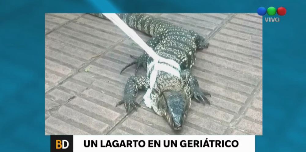 Un enorme lagarto apareció en un geriátrico de Córdoba | Actualidad
