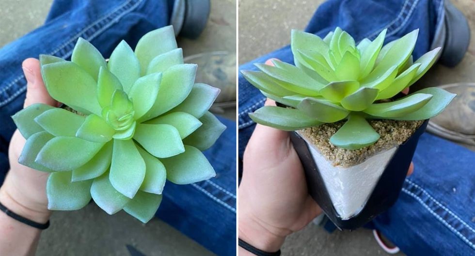 Una mujer regó una planta durante dos años hasta que se dio cuenta que era artificial | Curiosidades