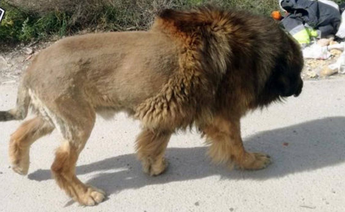 Insólito: llamaron a la policía atemorizados por un león suelto, pero se llevaron una sorpresa | Curiosidades