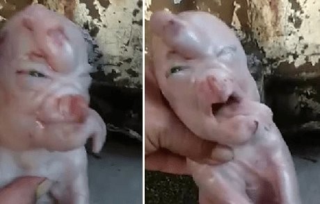 Video viral: el extraño caso del cerdito que nació con "ojos humanos" | Curiosidades
