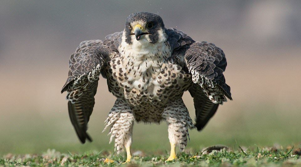 Foto viral: el halcón peregrinó que posó como "el increíble Hulk" | Curiosidades