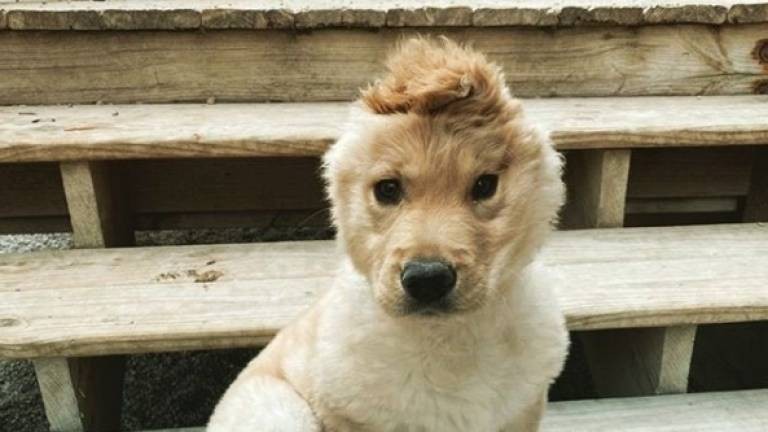 El curioso caso de la perrita "unicornio": tiene una sola oreja sobre la cabeza | Curiosidades