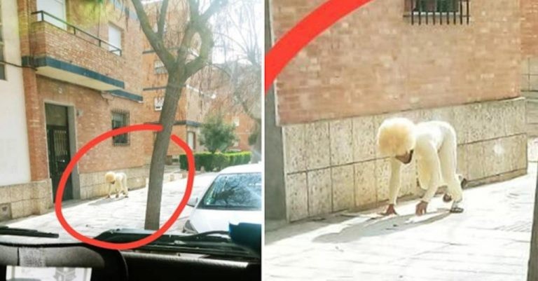 El hombre que se disfrazó de perro para violar la cuarentena | Curiosidades