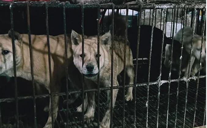 Continúa la venta de animales en China pese al peligro de enfermedades como el coronavirus | Internacionales