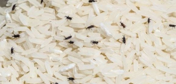 Coronavirus: un intendente repartió arroz con gorgojos y pidió que lo coman igual | Actualidad