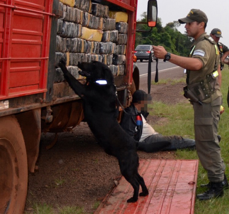 Un perro antidrogas detectó más de 800 kilos de marihuana en Formosa | Actualidad