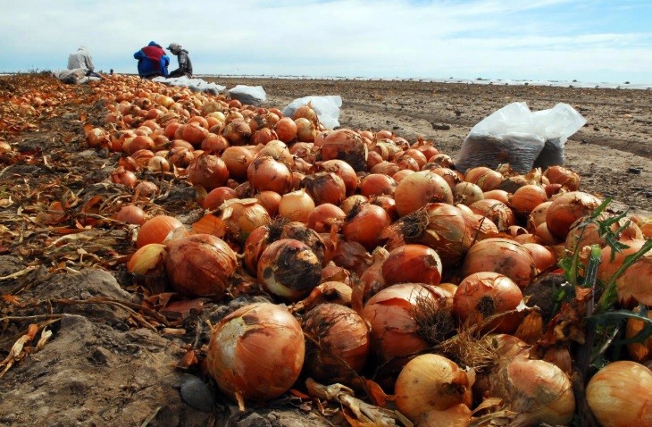 Con un operativo especial por el coronavirus, comenzó la exportación de cebolla | Economía