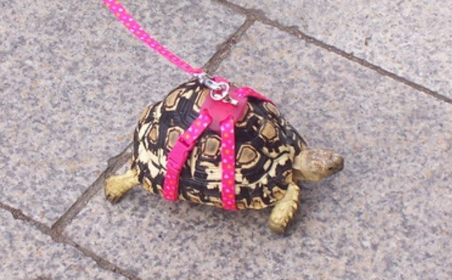 Multada por sacar a pasear a su tortuga | Internacionales
