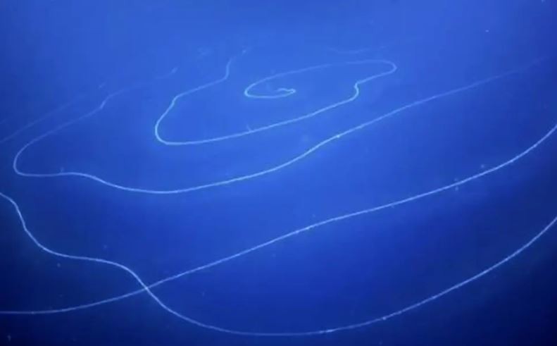 Océano índico: filmaron al segundo animal más largo del mundo | Internacionales