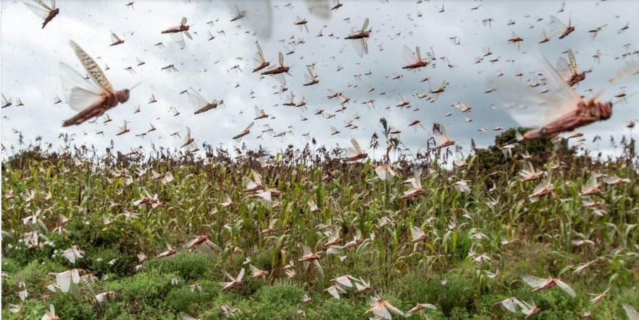 Una segunda ola langostas azota África y deja a 42 millones de personas en situación de inseguridad alimentaria | Internacionales