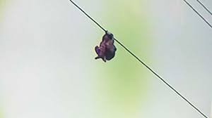 Video estremecedor: una nena de 9 años quedó colgando de un cable de alta tensión | Curiosidades