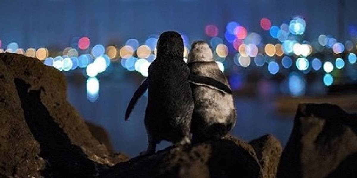 Viral tierno: la historia detrás de la foto de los pingüinos viudos abrazados | Curiosidades