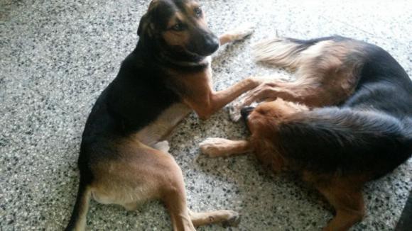 #AmoresPerros : la historia de amor de dos perros en San Juan | Actualidad