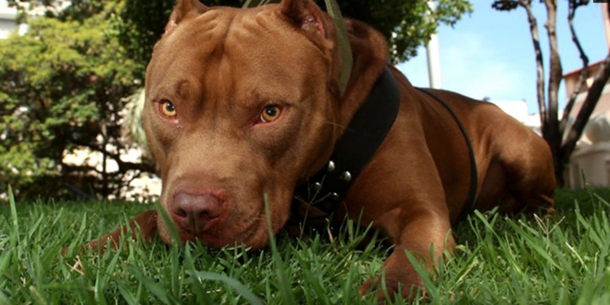 Otro ataque de un pitbull: desfiguró el rostro de un bebé | Actualidad