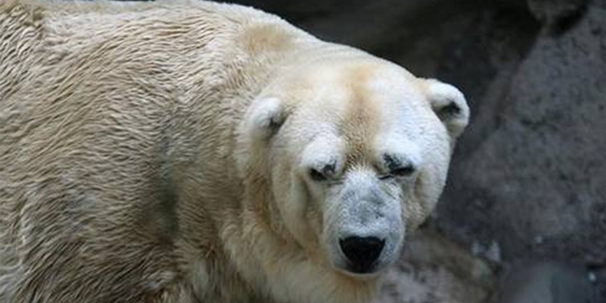 El único oso polar de la Argentina, con graves "signos de decaimiento" | Actualidad