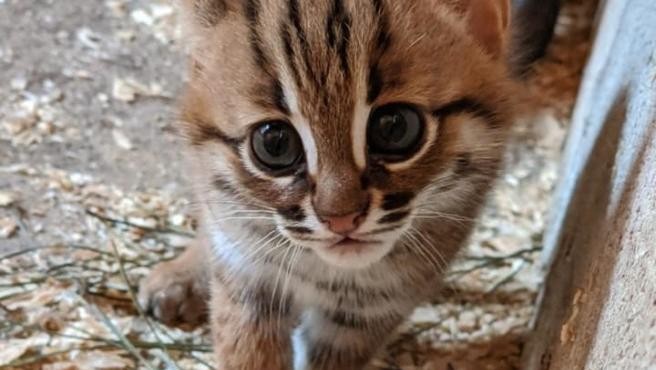 Video: nacieron dos cachorros de la raza más pequeña de gato salvaje | Curiosidades