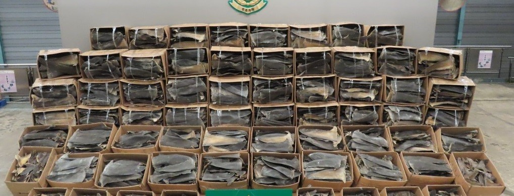 Contrabando: incautaron 26 toneladas de aletas de tiburón | Internacionales