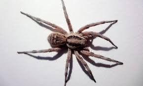 Alarma por las arañas lobo del Ártico: son cada vez más grandes y se volvieron caníbales | Curiosidades