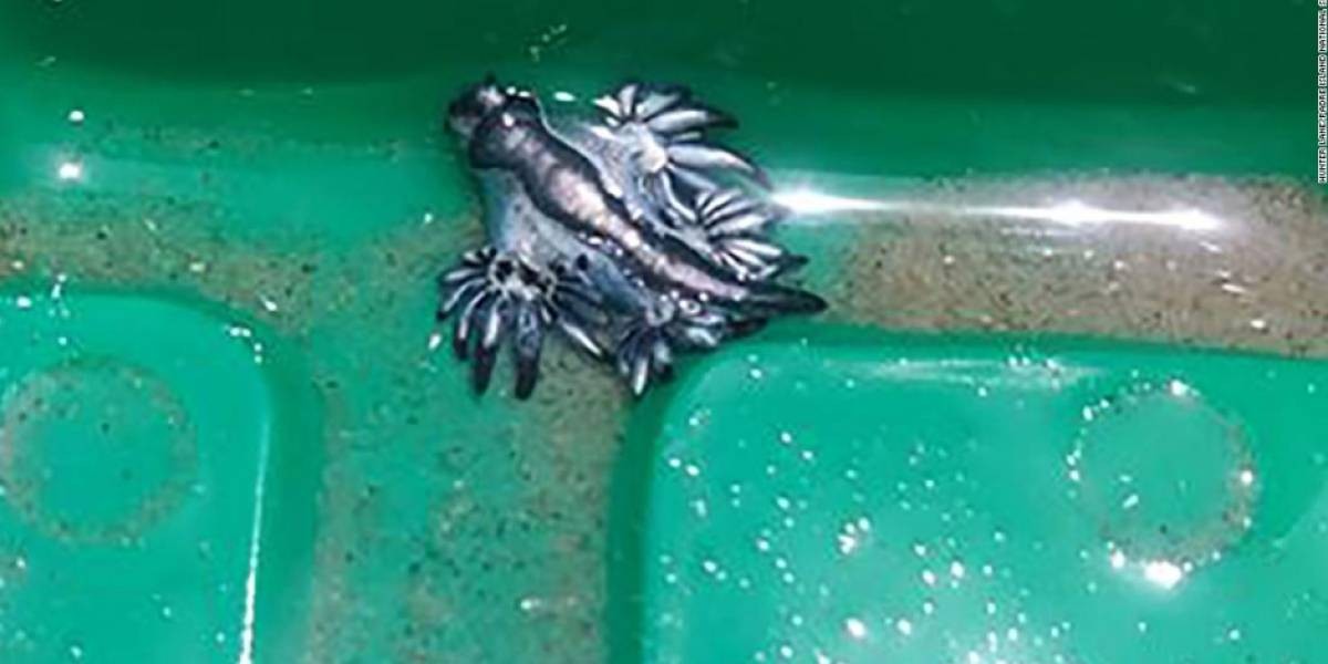 Alarma en Estados Unidos por la aparición de "dragones azules" en la costa de Texas | Internacionales