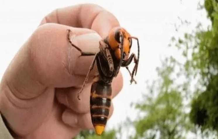 Denuncian matanza innecesaria de abejas por temor al "avispón asesino" | Internacionales