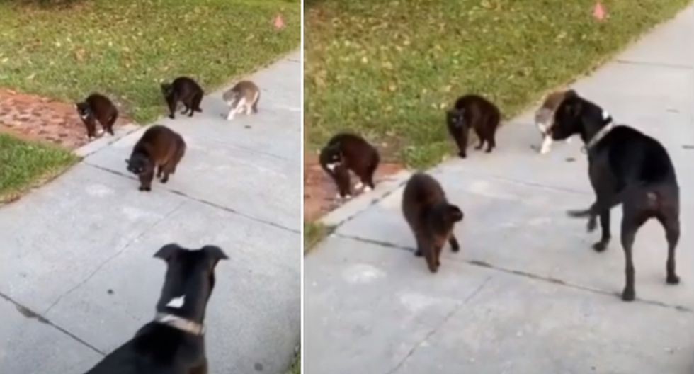 Video viral: El cruce cara a cara de cuatro gatos callejeros y un perro | Curiosidades
