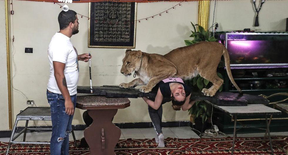 El domador que se llevó los leones a su casa para dar shows por Internet | Curiosidades