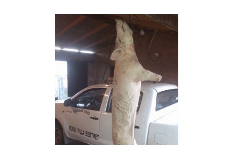 Ladrones abandonaron el lechón que estaban faenando para poder escapar de a policía | Actualidad