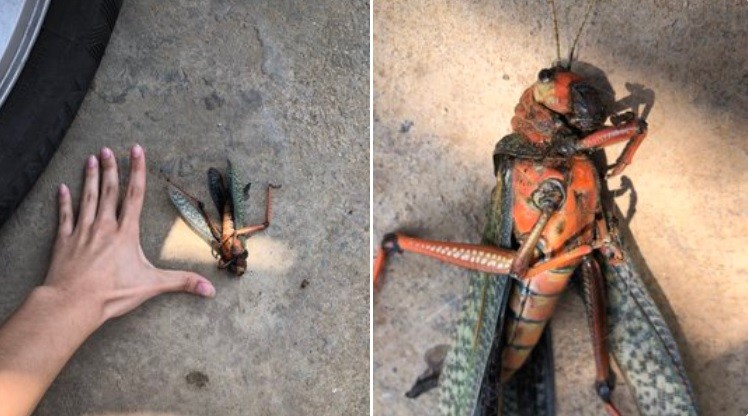 "Explíquenme qué es": halló un enorme insecto en su patio | Curiosidades