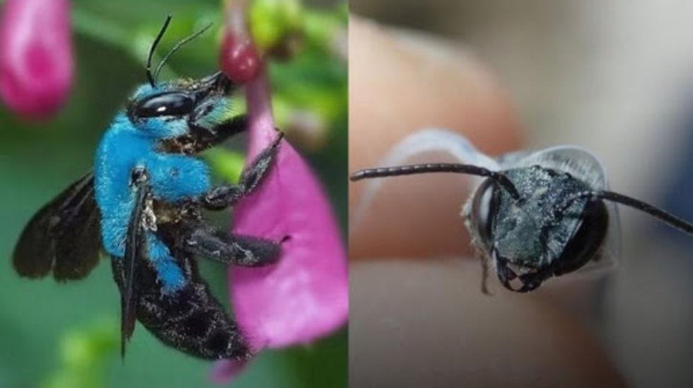 Reapareció en Estados Unidos la extraña abeja azul que creían extinguida | Curiosidades