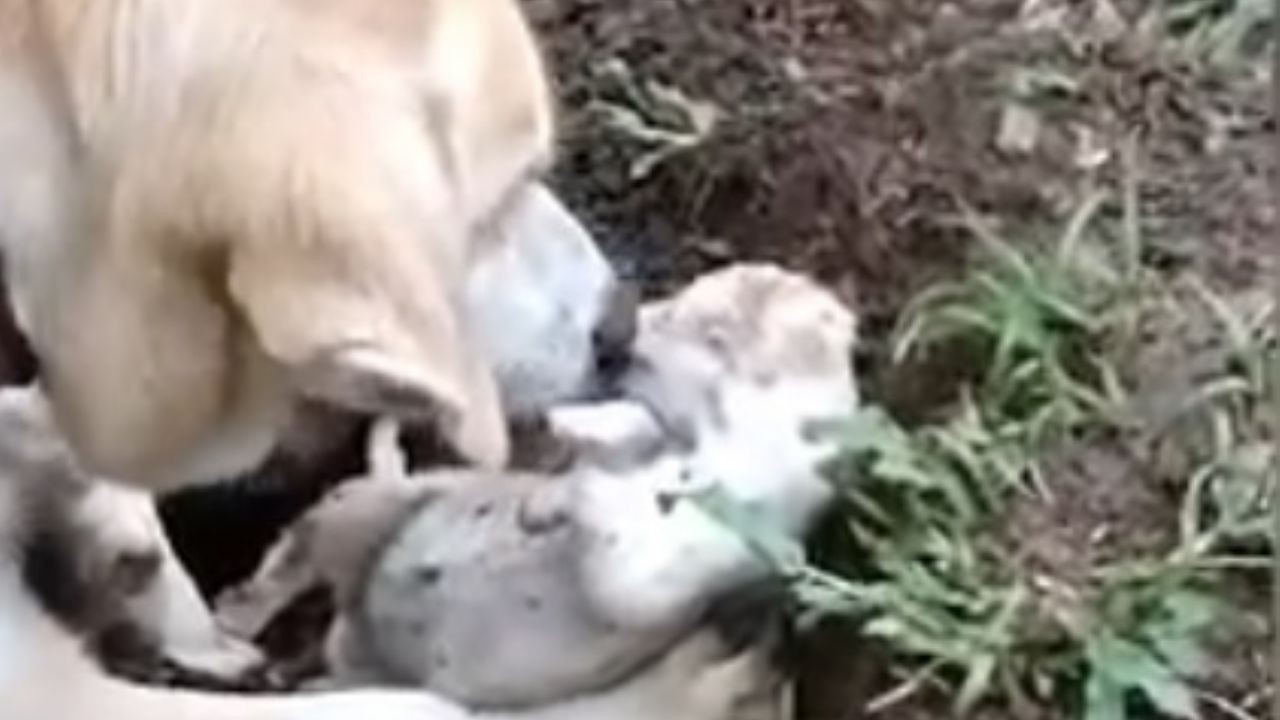 Video: el momento que rescatan a tres perritos recién nacidos que habían sido enterrados vivos | Curiosidades