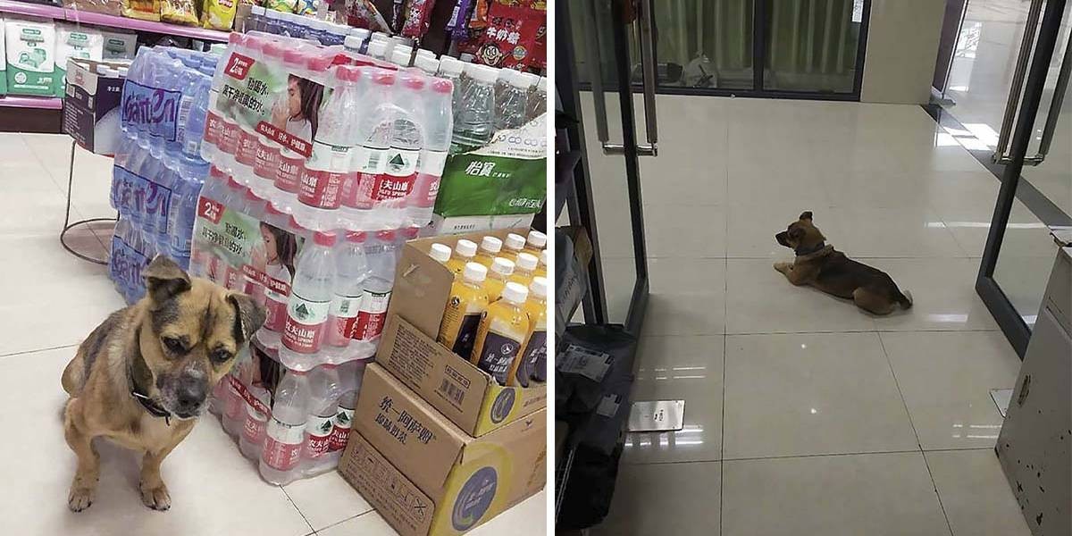 El perrito que hace tres meses espera a su dueño que murió de coronavirus | Curiosidades