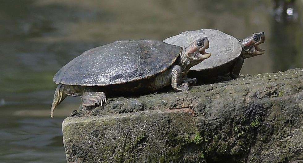 Murió una bebé de 5 meses que le dieron sangre de tortuga como una "vacuna" contra el coronavirus | Curiosidades