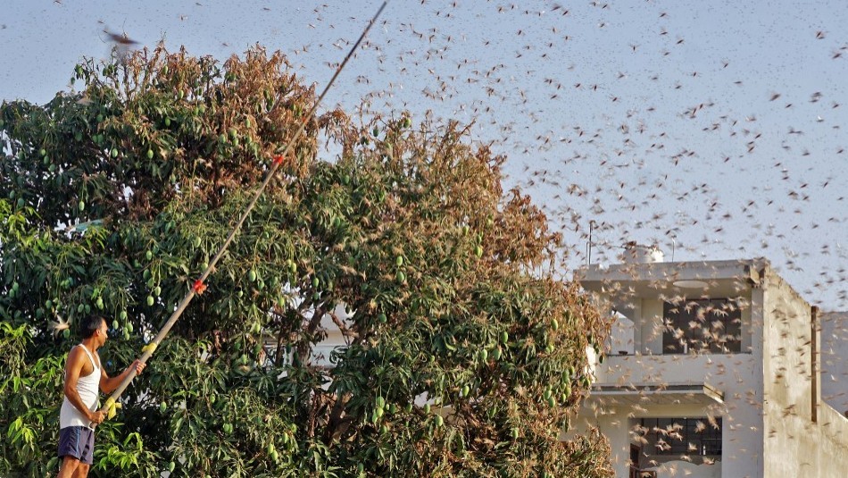 India sufre la peor invasión de langostas de los últimos 30 años | Internacionales