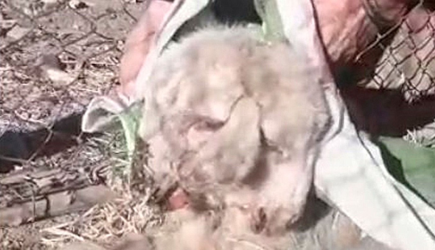 Video: nació un cordero con dos cabezas y tres orejas | Curiosidades