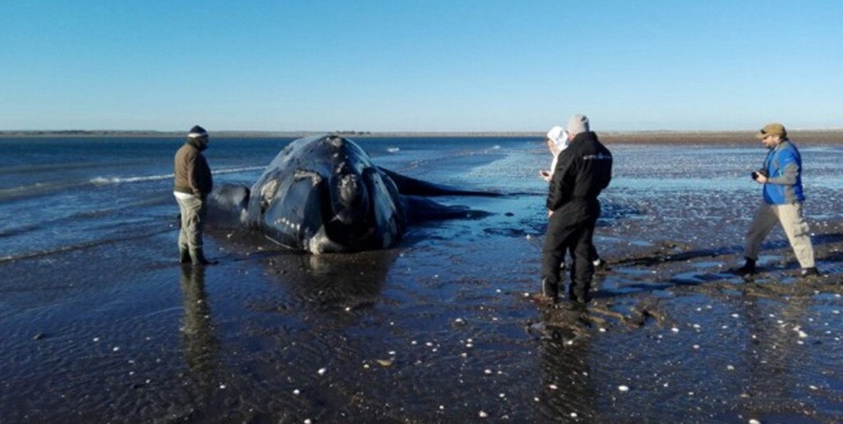 Murió la ballena franca austral que estuvo ocho días varada en la costa | Actualidad