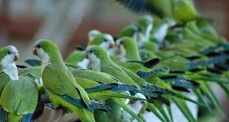 El plan millonario de Madrid para eliminar las cotorras argentinas | Curiosidades