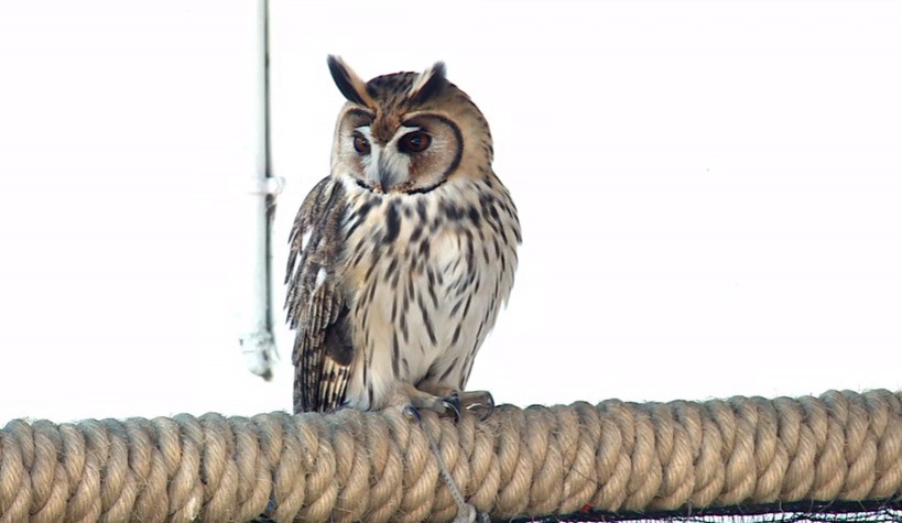 El 16 de julio reabre el zoológico porteño: sólo permitirán 2000 visitas diarias | Actualidad