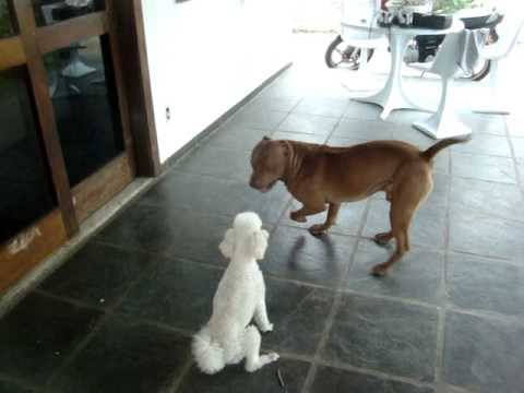 Denunció que la vecina mató de un "hachazo" a su perro pitbull porque le comió el caniche toy | Actualidad