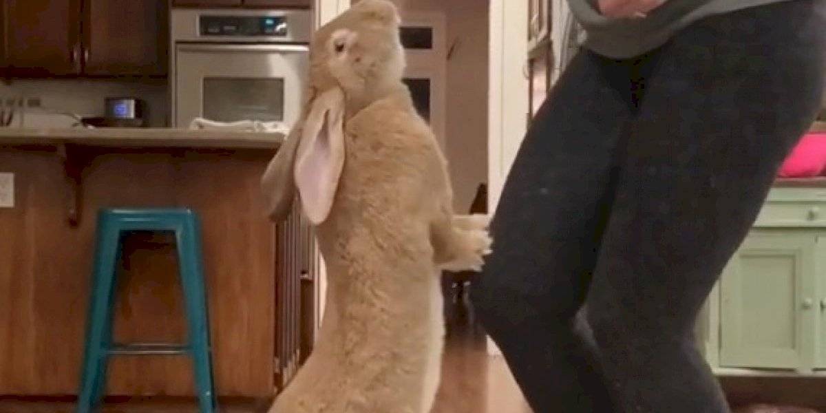 El enorme conejo que vive como una persona y se volvió viral en Instagram | Curiosidades