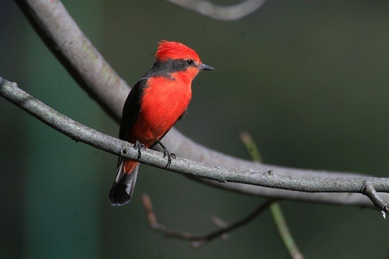 Nacieron seis pichones de un ave en peligro de extinción en Galápagos | Curiosidades