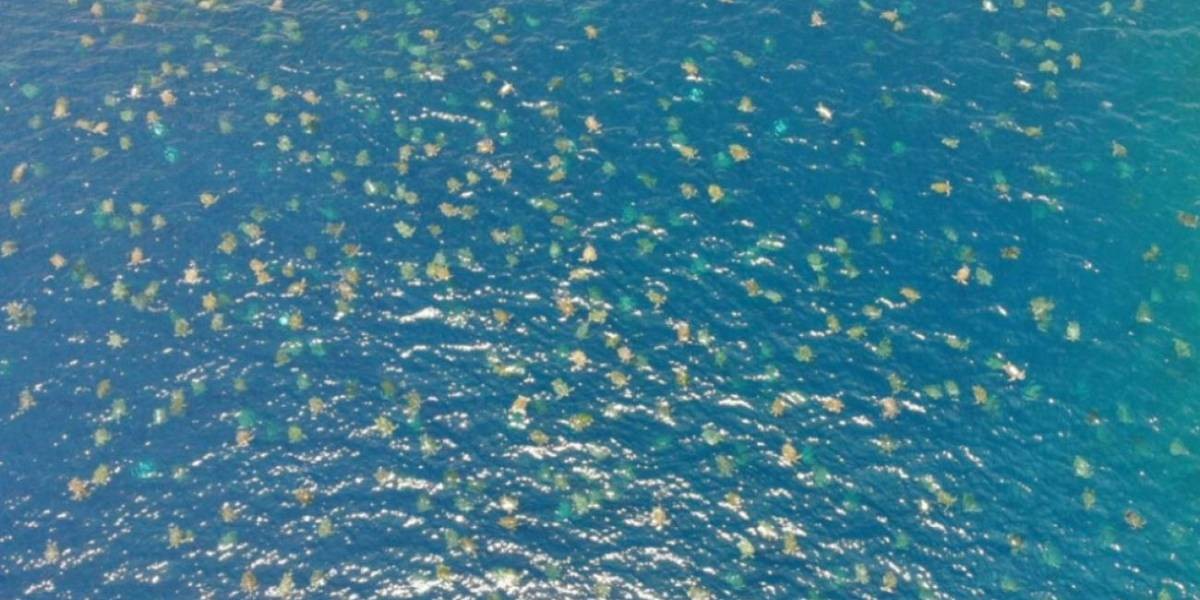 El lado b del coronavirus: unas 60 mil tortugas disfrutan del mar ante la ausencia humana | Curiosidades