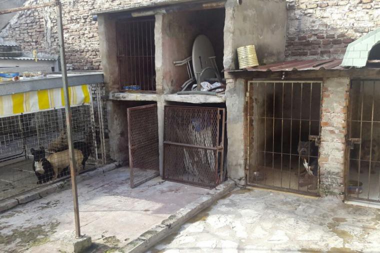 Rescatan a 14 pitbull de un criadero ilegal de perros | Actualidad