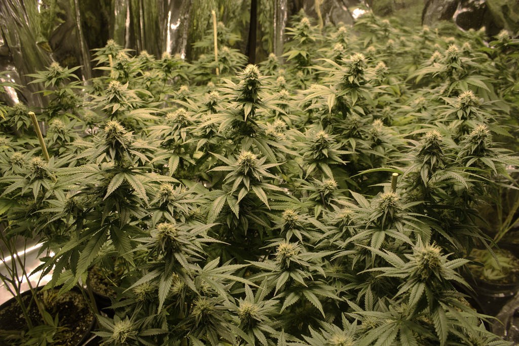 Justicia confirmó condena al descartar que cultivo de 154 plantas de marihuana sea "consumo personal" | Actualidad