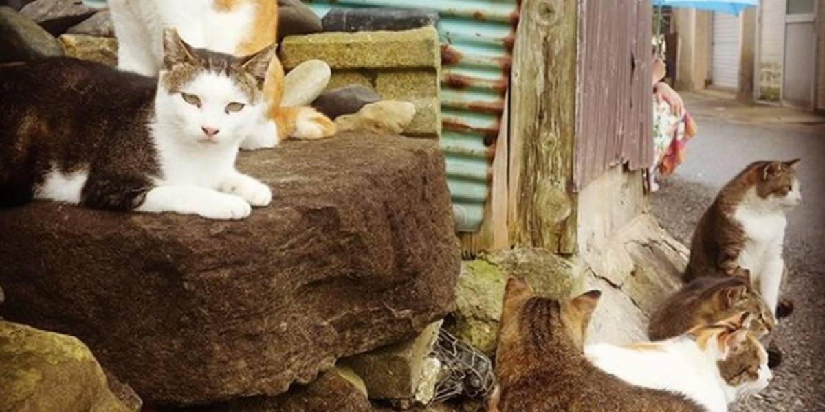 Revelaron el misterio de la masiva muerte de gatos en la famosa isla de Japón | Curiosidades