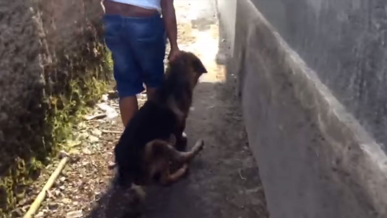 Lo detuvieron por matar al perro de su vecina | Actualidad