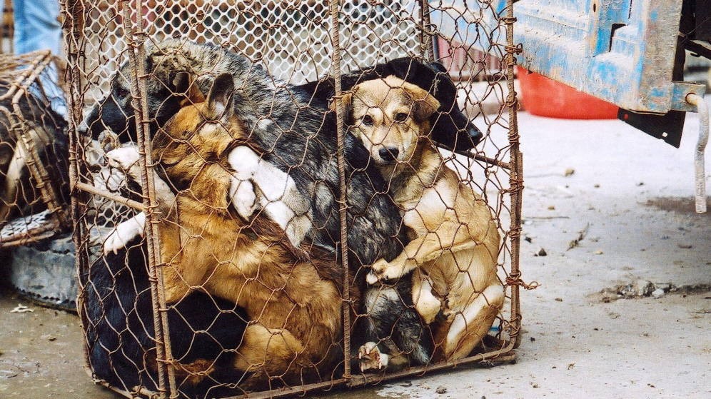 Vietnam: detuvieron a pareja por envenenar perros y gatos para vender su carne | Internacionales