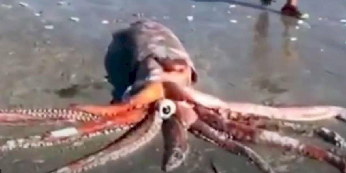 Paseaban por la playa y encontraron un calamar gigante de 200 kilos | Curiosidades
