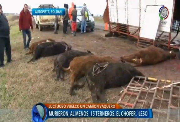 Unas quince vacas murieron al volcar un camión jaula en Roldán, provincia de Santa Fe | Actualidad