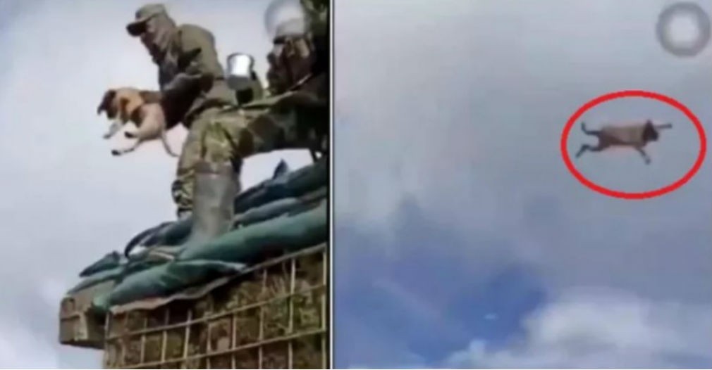 Video: militares colombianos mataron a un perrito "por diversión" | Internacionales